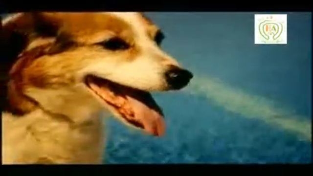 ЛУЧШИЕ ДРУЗЬЯ ЧЕЛОВЕКА смотреть онлайн