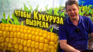 выращивание кукурузы рассадным способом