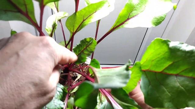 Свекла на подоконнике моя кочующая рассада