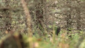 Охота с собаками. Выпуск 1. Охотничьи приключения в Норвегии /NORDIC WILD HUNTER (Охотник и рыболов