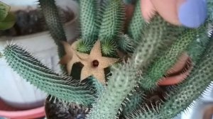 Цветение и уход за суккулентом гуэрния