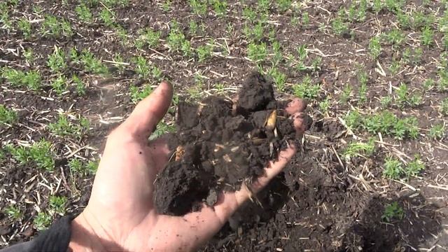 Чина клубненосная в посевах чечевицы. (корневая, клубни) смотреть онлайн