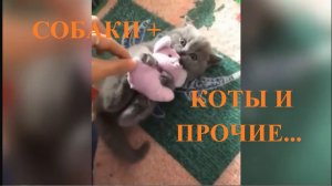 Собаки+Коты и Прочие ребята! ПОДПИШИСЬ НА ДОБРО! (720p)