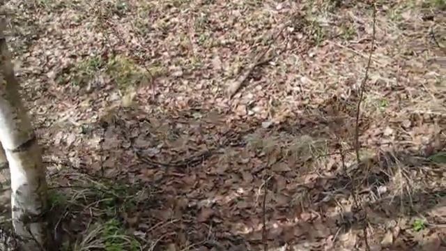 Заготовка бересты для бани. смотреть онлайн