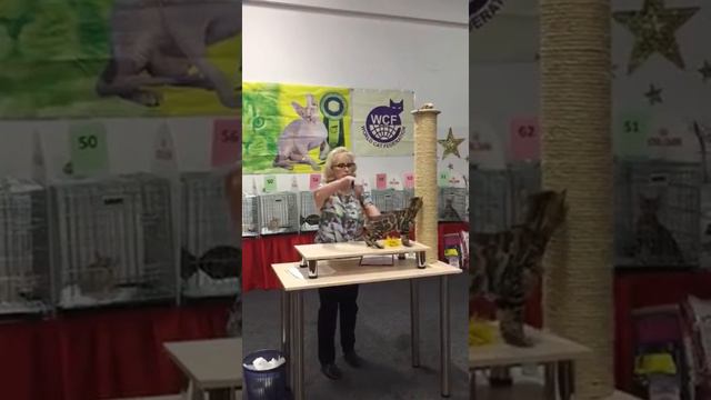 Выставка  кошек астра «аллан» смотреть онлайн