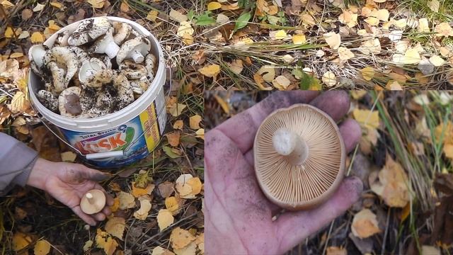 СЪЕДОБНЫЙ И  ОЧЕНЬ ВКУСНЫЙ   ГРИБ МЛЕЧНИК ,  ПУТИК ,  СЕРУШКА