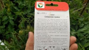 обзор, томат,, сибирская тройка,, и ,,челнок,,. урожайные и устойчивые.завязались хорошо.