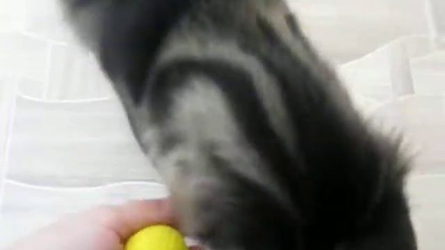 Алекс и мячик # Как развлечь кошку # Игры для котенка смотреть онлайн