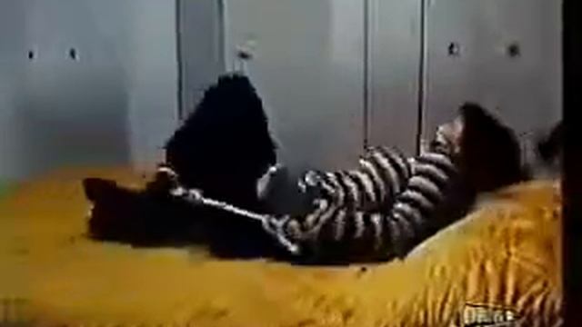 LesDeuxPieds1 rm смотреть онлайн