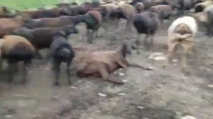 овцы гиссарской породы