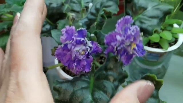 Фиалки уход и выращивание.