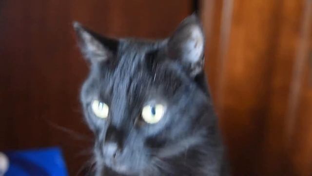 GIT 315 Close up смотреть онлайн