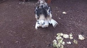 Turkey mating 2022-August -23