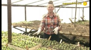 Чтобы астры не болели