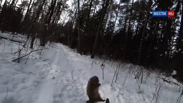Енотовидная собака едва не отобрала лыжи у лыжника в Рязанской области смотреть онлайн