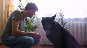 Собака не отзывается на кличку, что делать?