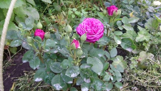 Обзор розы Heidi Klum, Tantau Германия 1999 смотреть онлайн