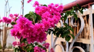 pink bougainvillea flower #flowers #garden #4k