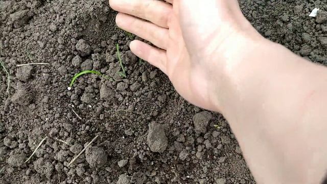 Высадила ФЕНХЕЛЬ, но тут же произошла история смотреть онлайн