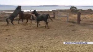 Лошади конезаводчиков из Краснотуранского района взяли призовые места на престижных скачках