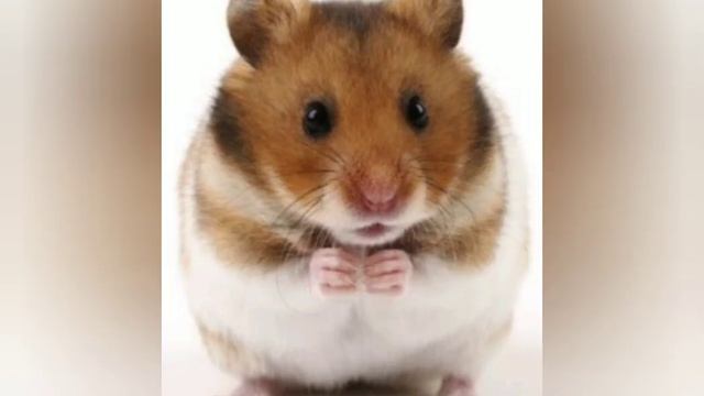 Каких хомяков лучше завести сирийских или джунгарских смотреть онлайн