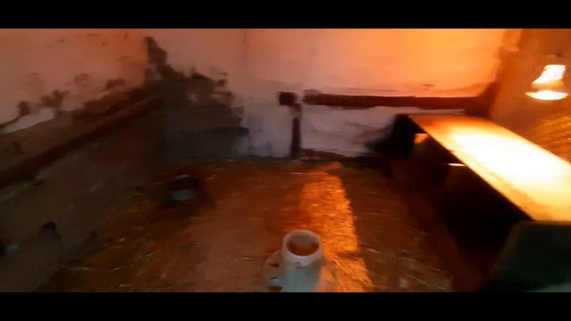 Индоутки//Мускусные утки//Сарай под индоуток//