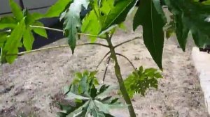 Папайя пересадка и рекомендации по выращиванию.