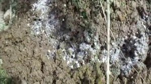 ПОДКОРМКА ЖАСМИНА (ЧУБУШНИКА) ВЕСНОЙ