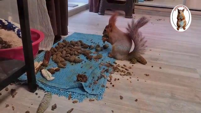 Бельчонок Бусик и его шишки... ??️ Squirrel Busik and his cones смотреть онлайн