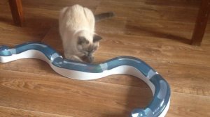 Головоломка для кота