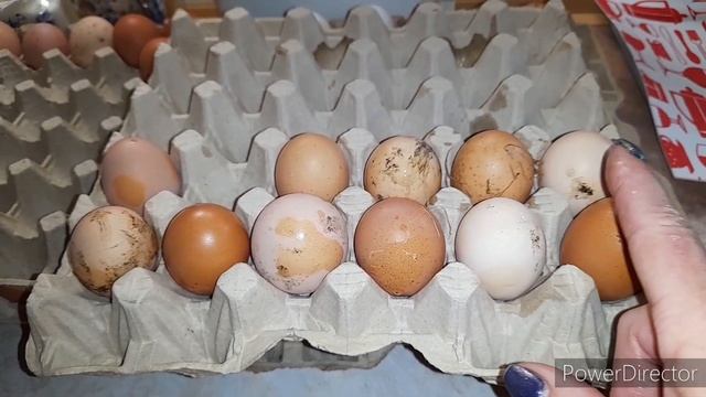 ✔Что Будем Инкубировать?❗//Яйца для Инкубации!?//Куры/Как Правильно Подготовить Яйца для Инкубации? смотреть онлайн