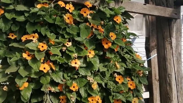Тунбергия - одна из самых долгоцветущих лиан. СОВЕТУЮ!!! смотреть онлайн