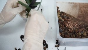 ПЕРЕСАДКА-перевалка ОРХИДЕИ phal.Younghome Princess в бОльший горшок+состояние спустя месяц и 11дне