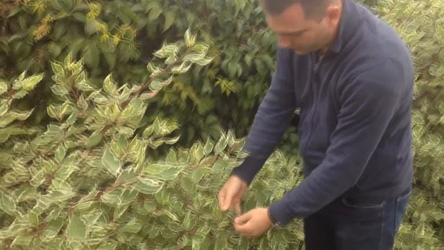 Színes sövények: Tarkalevelű fehér som - Cornus alba 'Sibirica Variegata' смотреть онлайн