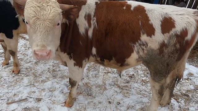 Бык Симментал 469 кг в 1 год.