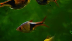 Топ - 10 рыбок для начинающего аквариумиста