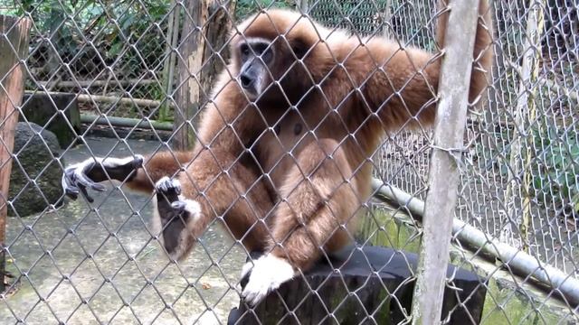 Замечательный крик Гиббона смотреть онлайн