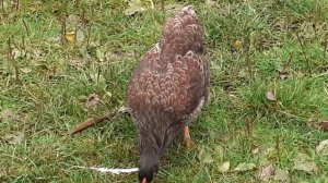 куры Виандот золотой голубо окаймленный