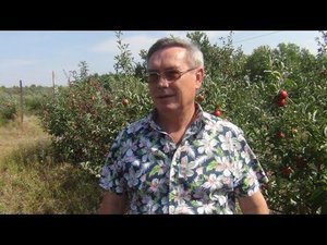 Куры в хозяйстве Петухова В.А. Применение куриного помета в качестве органических удобрений.