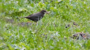 Чёрный дрозд, самка, собирает материал для гнезда, Наблюдения птиц в Великом Новгороде 27.04.2023