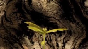 Celesta Piano Рост дерева ускоренная съемка