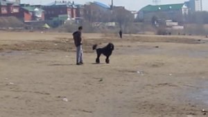 Пудель королевский