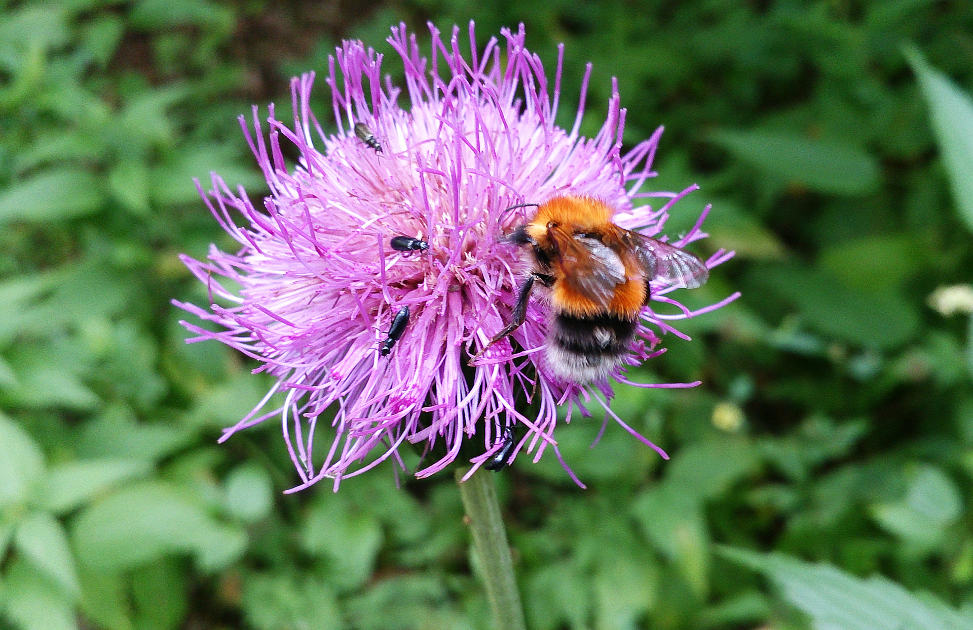 РУБЛЁВСКИЙ ЛЕС В МАЕ. смотреть онлайн