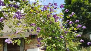 Клематис мелкоцветковый . Clematis .