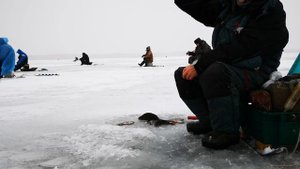 Ловля окуня зимой Как раскачать свою лунку для ловли окуня