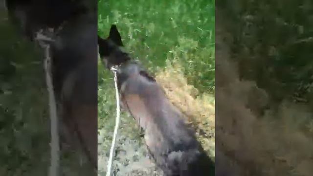 Это мой немец собака прогулка