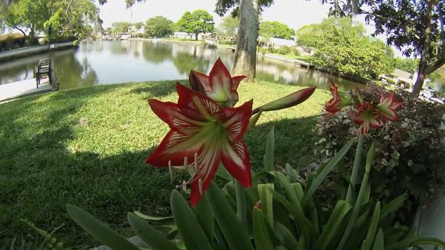 Amaryllis Blooming смотреть онлайн