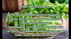 Сельдерей черешковый польза и вред для здоровья