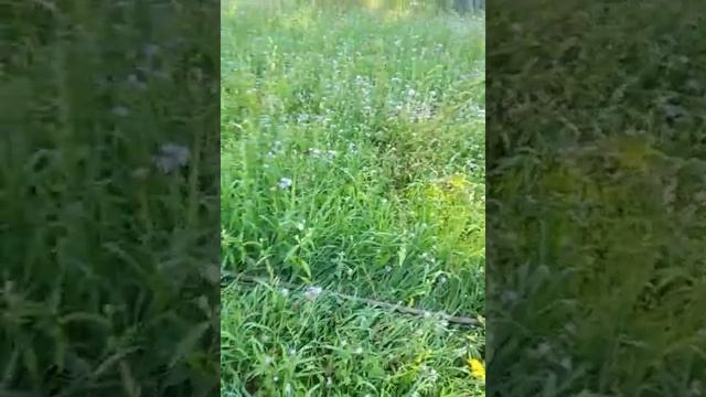 Посев фацелии без заделки в грунт. Результат. смотреть онлайн