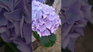 FABOLO BLUE ...красотка..